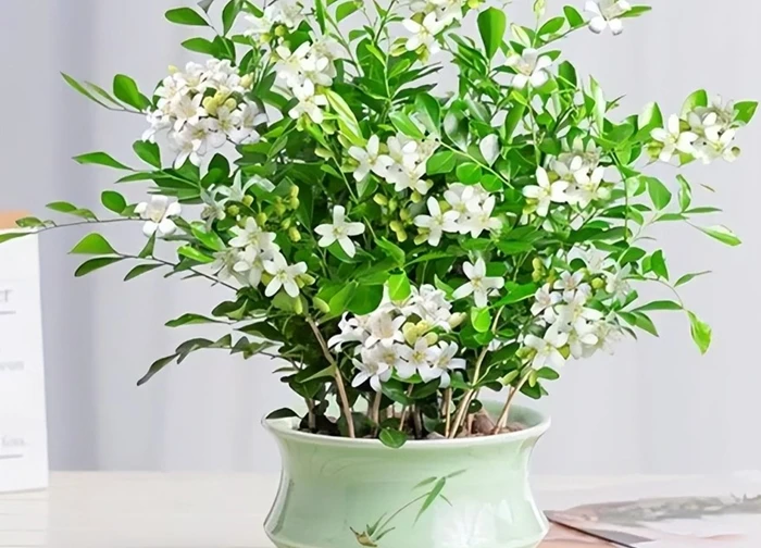 6 cây bonsai phong thủy nên trồng trong phòng khách tụ vượng khí, giữ tài lộc, nhà càng ở càng thịnh