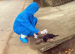 Chó dại cắn 5 người dân ở Đà Nẵng
