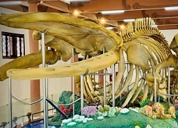 Hai bộ 'ngọc cốt' cá Ông ở Lý Sơn xác lập kỷ lục lớn nhất Việt Nam