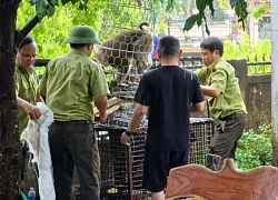 Bị khỉ đột ngột cắn, bé gái 10 tuổi phải nhập viện với loạt vết thương trên người
