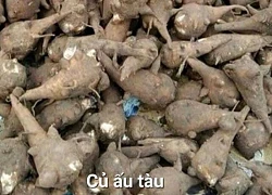 Độc tố bất ngờ trong bát cháo khiến người phụ nữ phải vào viện cấp cứu
