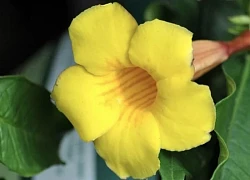 Đúng 9 ngày tới, 3 con giáp sau gặp được những năm hợp mệnh, có cát tinh chiếu rọi, vận thế như cá gặp nước