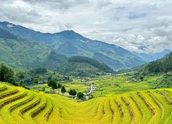 Lên Lào Cai ngắm lúa vàng trên ruộng bậc thang Hạnh Phúc