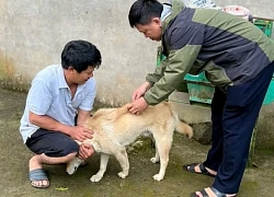 Một học sinh ở Lào Cai tử vong nghi do bệnh dại