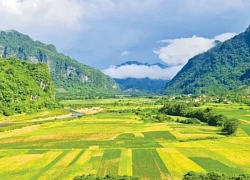 Mùa vàng trên rẻo cao
