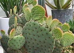 Người thông minh âm thầm nuôi 4 cây này trong nhà, chúng là "người hùng" bảo vệ sức khỏe