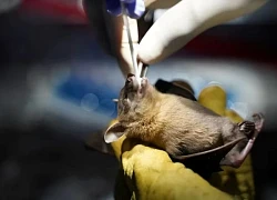 Phát hiện virus mới ở Trung Quốc, từ loài vật nghi gây ra Covid-19
