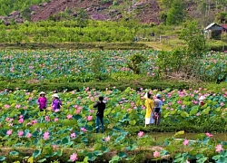 Sức hút từ đầm sen Trà Lý (Đà Nẵng)