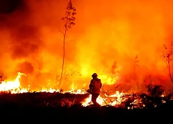 Syria sơ tán người dân do cháy rừng lớn