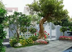 Trước cửa nhà có cây to ảnh hưởng ra sao đến tinh thần và sức khỏe của gia chủ?
