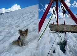 Chủ rơi xuống khe băng sâu 8 m, chú chó Chihuahua giúp giải cứu