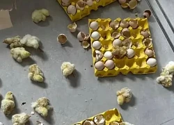 Đi vắng 2 ngày, người phụ nữ sốc nặng khi vừa mở cửa nhà