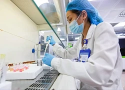 Ký sinh trùng từ thú cưng, nguy cơ tiềm ẩn khiến hàng trăm trẻ mắc bệnh
