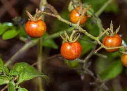 Một giống cà chua đang tiến hóa ngược, liệu có tái diễn ở người?