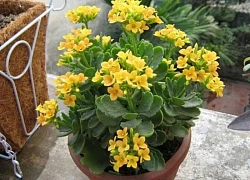 Muốn cuộc sống được may mắn và tài lộc, hãy đặt cây này trong nhà