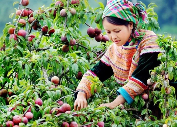 Bắc Hà mùa mận chín