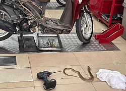 Rắn chui ra từ xe máy, phun nọc độc vào mắt kỹ thuật viên ở TP.HCM