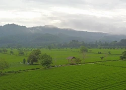 Sáng tinh khôi nơi đồi chè miền biên giới