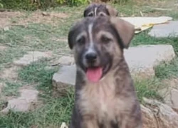 Tiếng sủa của chú chó cứu 67 người khỏi lũ quét sắp xóa sổ ngôi làng ở Ấn Độ