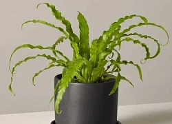 Trong nhà nếu có cây này, gia chủ sẽ không lo hết tiền, sức khỏe viên mãn