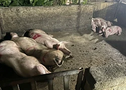 Vụ Công ty C.P. bị 'tố' bán heo bệnh: Công an điều tra động cơ phát tán vụ việc