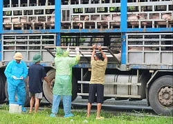 Công an chặn bắt xe tải chở đầy lợn nhiễm bệnh