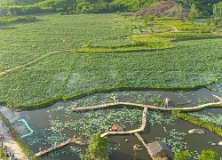 Đà Nẵng: Khám phá vẻ đẹp tuyệt vời của đầm sen Trà Lý