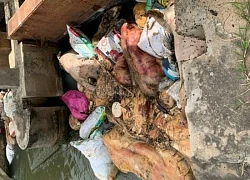 Heo chết vứt bừa bãi ở Gia Lai, gây ô nhiễm nghiêm trọng