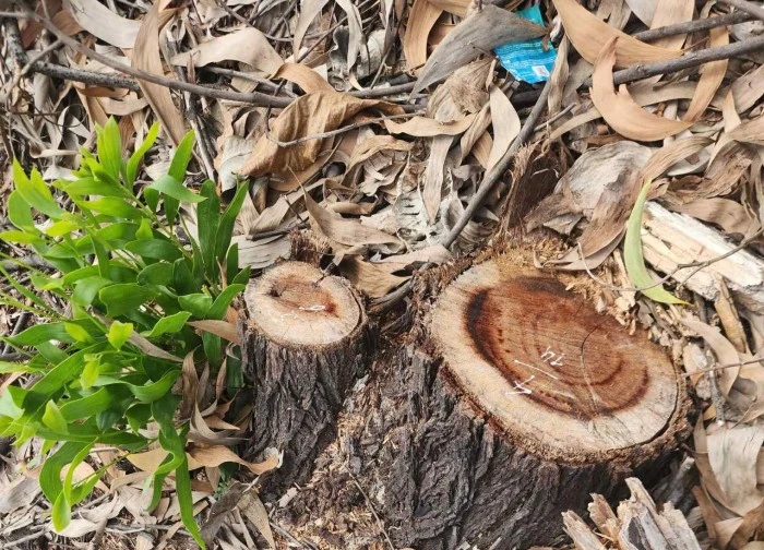 Hiện trường 2,5ha rừng phòng hộ ven biển bị chặt hạ trước khi sáp nhập xã