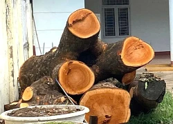 Yêu cầu báo cáo vụ 2 cây xà cừ bị cắt hạ trong trụ sở Công an phường