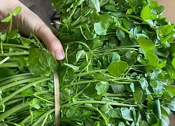 Lý do cải xoong được tôn làm loại rau số 1 thế giới