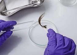 Tôi suýt mất vợ vì lén mang tóc con đi xét nghiệm ADN