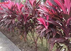 Trong nhà nếu có cây này sẽ tăng may mắn, bảo vệ gia đình và mang lại tài lộc, thịnh vượng