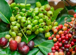 Uống nước lá vối thường xuyên có tác dụng gì?