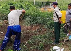 Vụ nhiều ca mắc liên cầu lợn tại TP Huế: Phát hiện lợn có chấm đỏ tại lò mổ