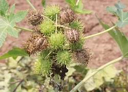 Ăn nhầm hạt này có thể mất mạng, nhưng có thể mang ép ra 'vàng'