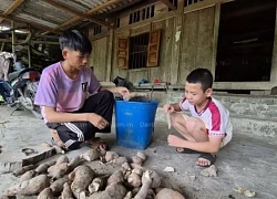 Ba đứa trẻ mồ côi cha, mẹ bỏ đi lấy chồng, nhà bị sập phải đi ở nhờ