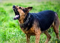 Bị chó cắn nhiều lần, bé 13 tuổi không qua khỏi