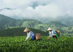 Cảnh huyền ảo trên đồi chè 'bát úp' ở Phú Thọ