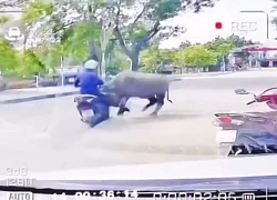 Clip trâu 'điên' lao ra đường, húc gãy xương sườn người phụ nữ ở Thanh Hóa