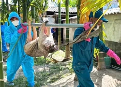Hàng chục tấn heo mắc dịch tả, người chăn nuôi trắng tay