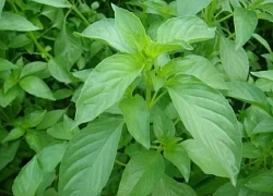 Lá é, gia vị trong nhiều món ăn chữa được bệnh gì?