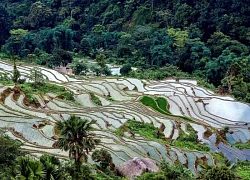 Mùa cấy lúa trên lưng đồi ở Lùng Vài