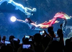 "Nàng tiên cá" co giật suốt 5 phút dưới đáy bể mới được giải cứu