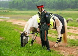 Những hình ảnh mới nhất của Út Ngáo chú ngựa nổi tiếng mạng xã hội trong những đợt diễu binh