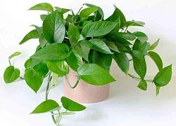Những loại cây phong thủy giúp hóa giải sát khí từ góc nhọn trong nhà