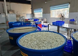 Phát hiện 13 tấn chân gà được tẩy trắng bằng hóa chất ở kho đông lạnh