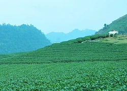 Sắc xanh bất tận trên cao nguyên Mộc Châu