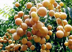 'Siêu trái cây' nhỏ nhưng cực có lợi cho sức khỏe lại có sẵn ở Việt Nam