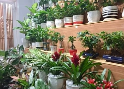 Tác hại của việc trồng quá nhiều cây trong nhà, ảnh hưởng đến sức khỏe và tài lộc